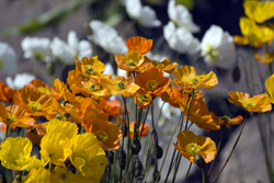 Isländischer Mohn